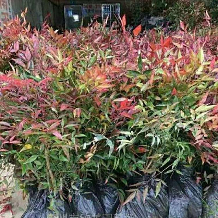 山东火焰南天竹报价 山东火焰南天竹批发
