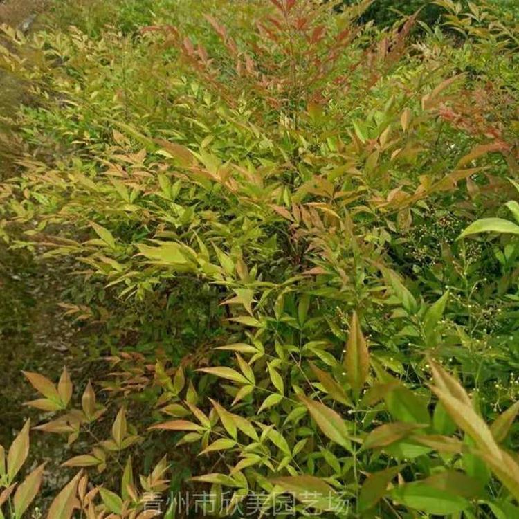 南天竹 火焰南天竹工程绿化苗 批发价格量大优惠