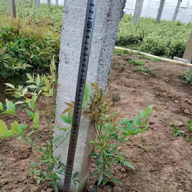 批发南天竹 火焰南天竹绿化苗 40公分南天竹价格