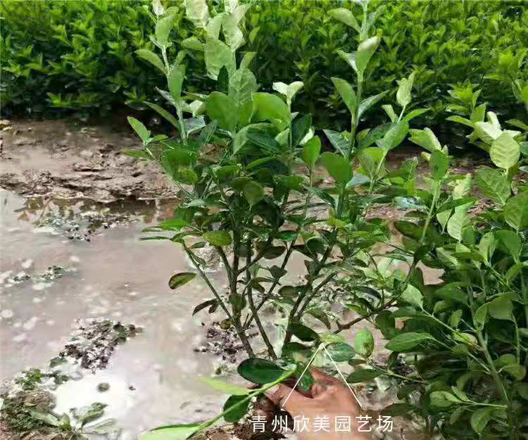 卫矛种植基地  胶东卫矛  卫矛价格  胶东卫矛批发