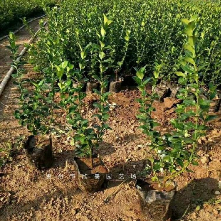 胶东卫矛批发  绿化苗木种植基地  卫矛供应商