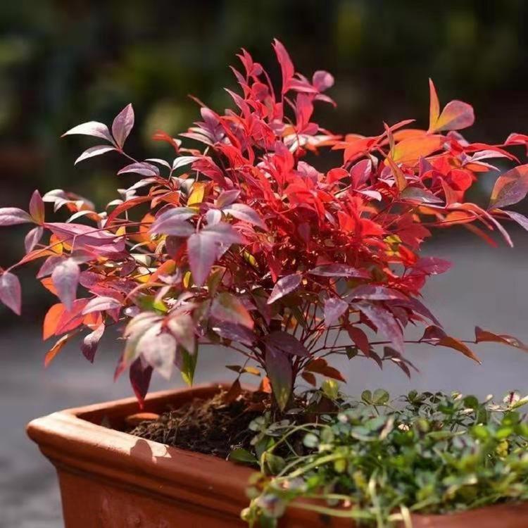 批发火焰南天竹批发 盆栽 红天竹可观叶 秋冬季节红如火焰