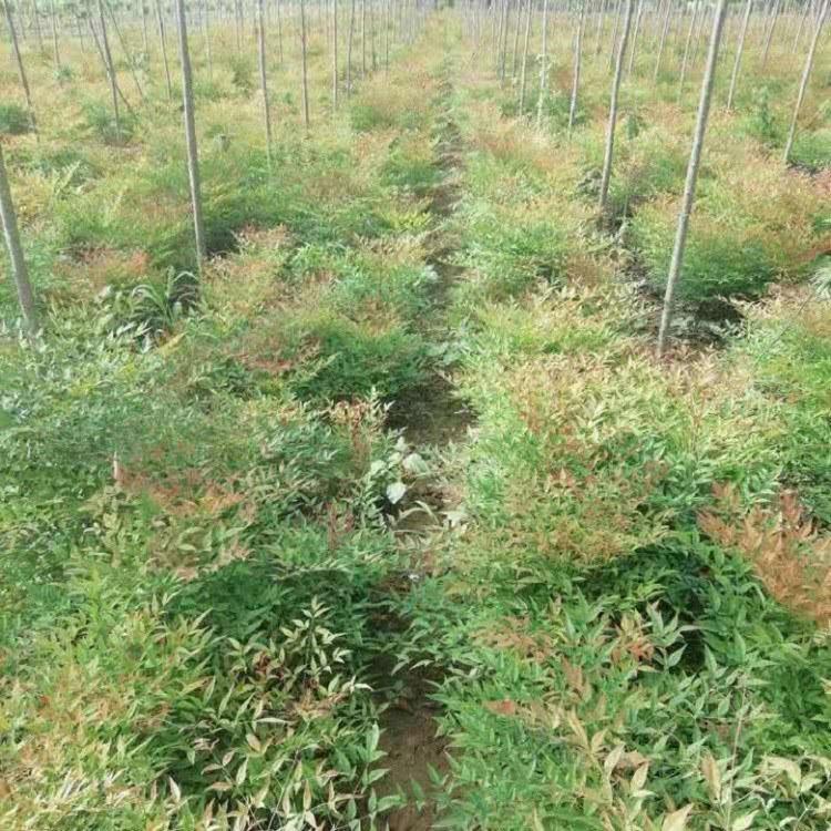 批发火焰南天竹 杯苗南天竹批发 红天竹批发