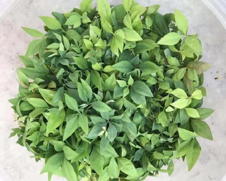 批发南天竹 观赏竹批发 青州花卉基地 火焰南天竹批发