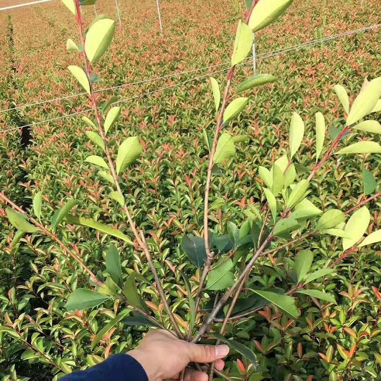绿篱植物 红叶石楠价格 红叶石楠杯苗 红叶石楠批发