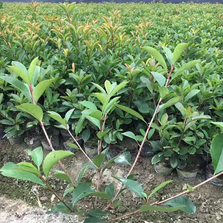 红叶石楠专供基地 红叶石楠批发 红叶石楠价格