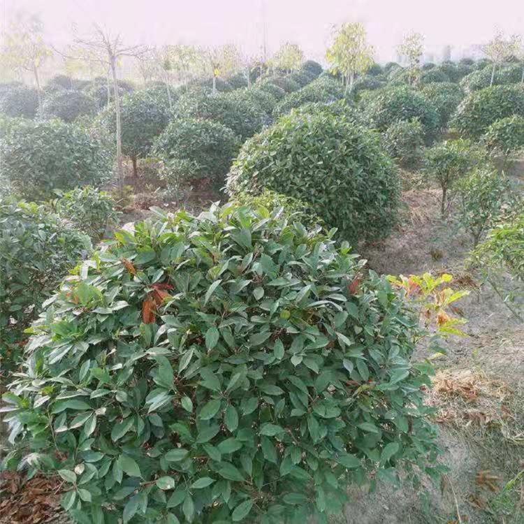 红叶石楠球价格 红叶石楠精球 红叶石楠毛球 红叶石楠批发