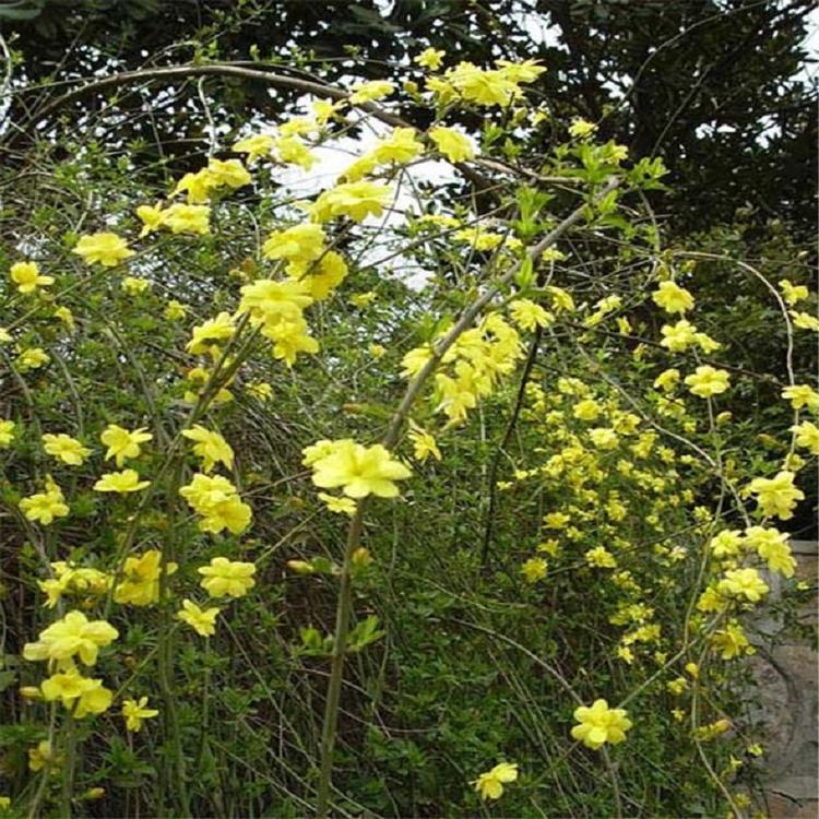 迎春花批发价格