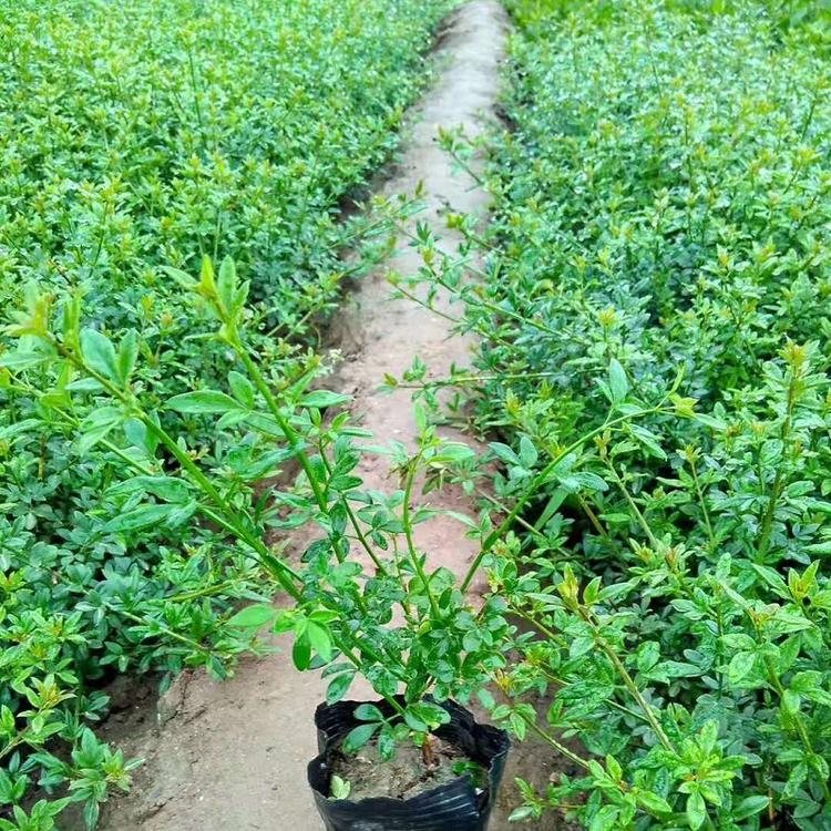 供应迎春价格 山东迎春花批发 营养杯苗迎春花 基地种植