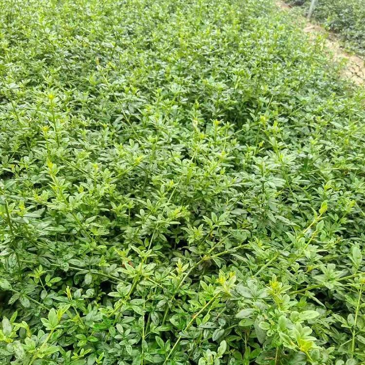 供应迎春花价格 山东迎春花基地 公园绿化苗迎春花批发