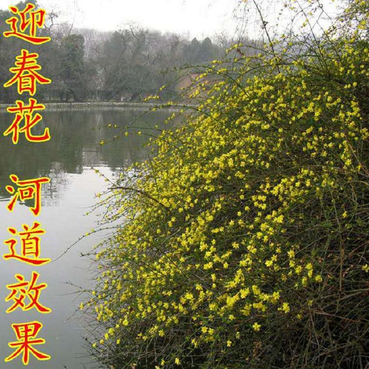 供应迎春花 山东迎春花批发价格 迎春花欣美基地直销