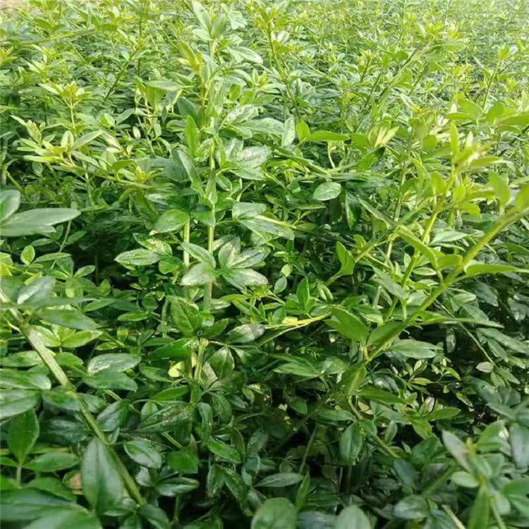 室外庭院 小区耐寒观花藤本植物 迎春花 报春花 迎春花苗 花期长
