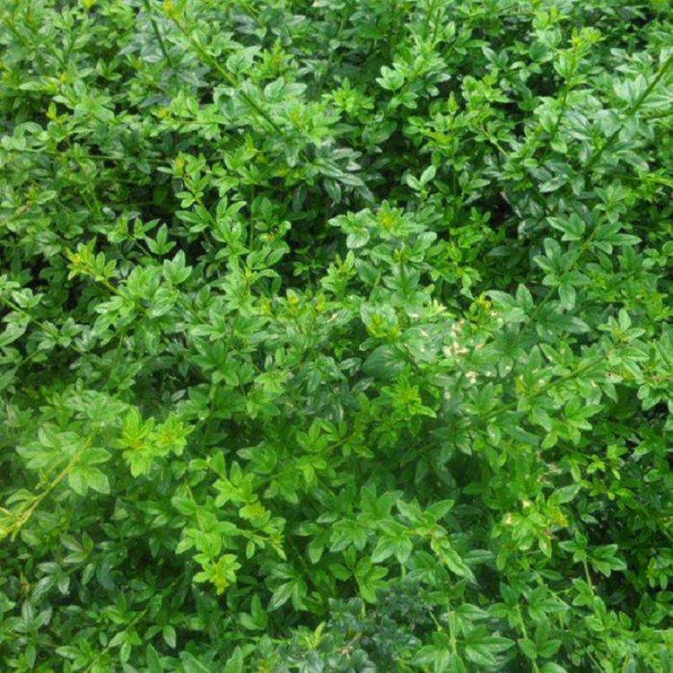 小区耐寒观花藤本植物 迎春 迎春花迎春花苗批发