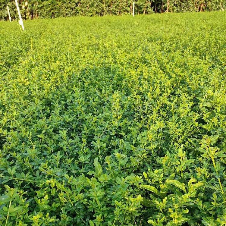 栅栏绿化专用迎春花 山东欣美 花架棚架绿化专用花卉绿植迎春花