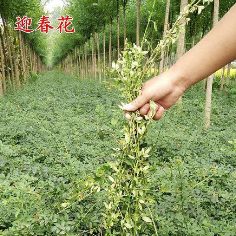 江苏迎春花批发 迎春花基地 青州迎春价格