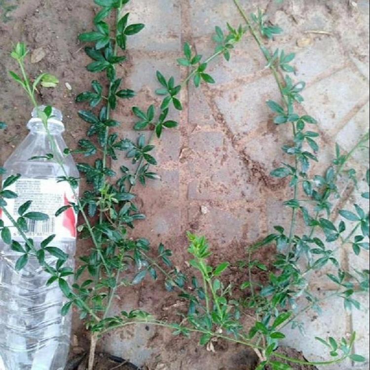 山东青州迎春花价格 山东青州迎春花批发 篱笆迎春花