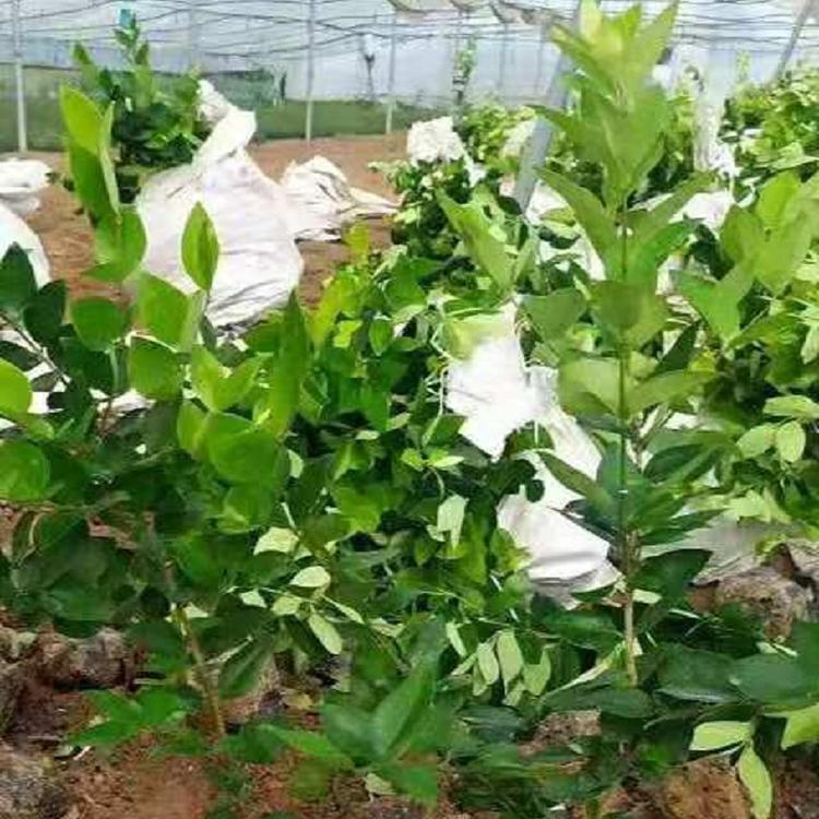山东金森女贞 金森女贞种植基地 金森女贞价格 金森女贞产地直销