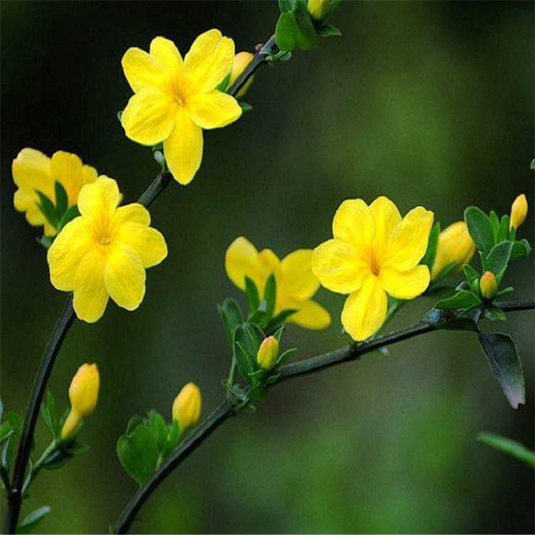 迎春花 迎春花价格 迎春花厂家 灌木 花卉苗木 盆栽景观