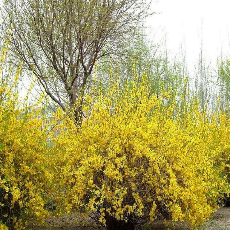 大量供应迎春花价格报价 迎春花专供 迎春批发 青州欣美