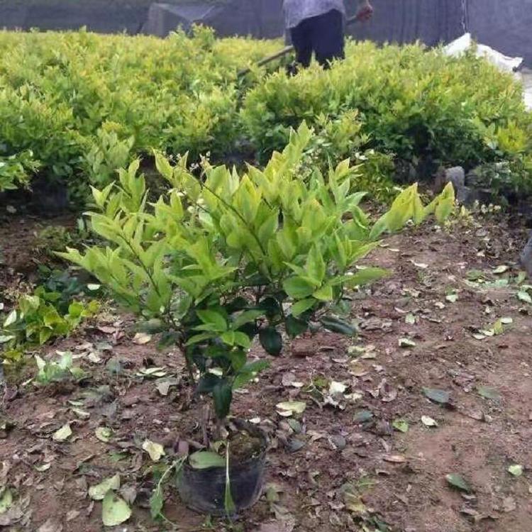 金森女贞供应商  金森女贞种植基地  青州金森女贞价格