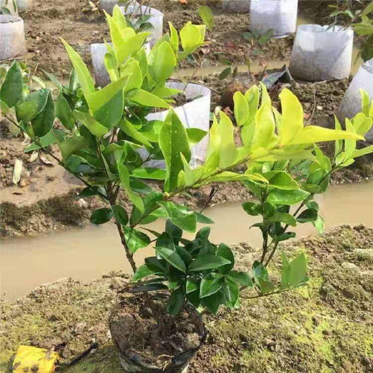 金森女贞价格