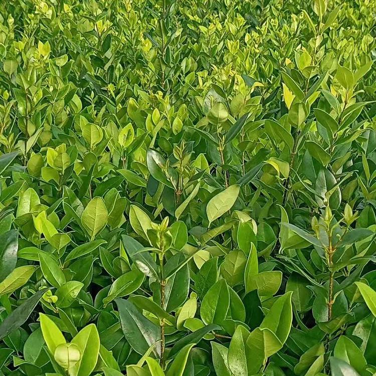 山东金森女贞批发价格  青州金森女贞种植基地  金森女贞供应商