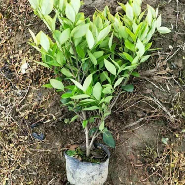 金森女贞批发价格  山东金森女贞供应商  金森女贞种植基地