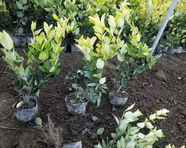 金森女贞供应商  青州金森女贞批发价格  金森女贞种植基地