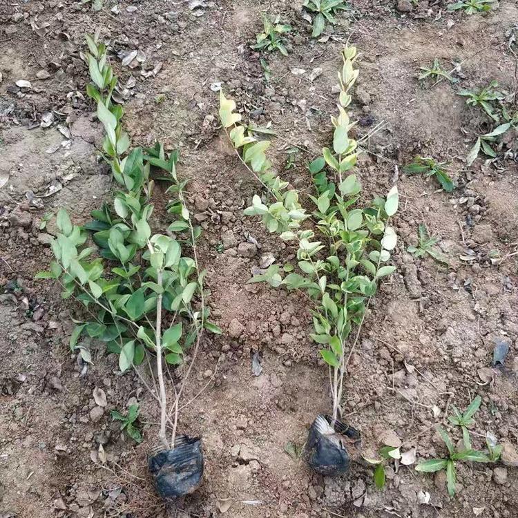金森女贞价格  绿化苗木金森女贞种植基地  金森女贞