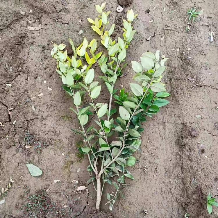 金森女贞批发价格  江苏金森女贞种植基地