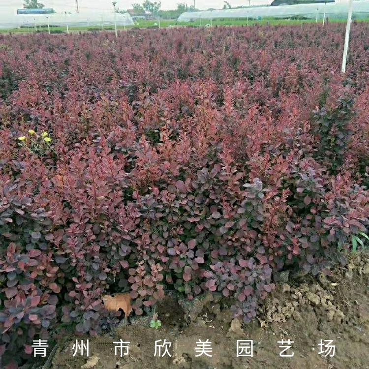 供应紫叶小檗 山东紫叶小檗批发价格  紫叶小檗种植基地