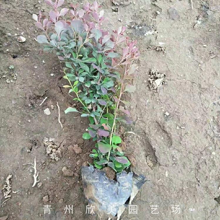紫叶小檗批发  紫叶小檗价格  紫叶小檗种植基地