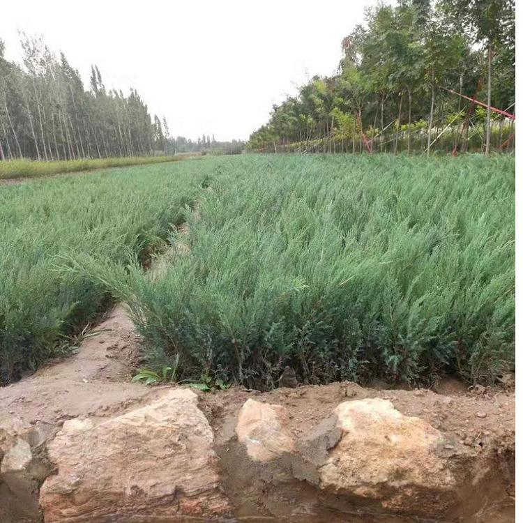 沙地柏 沙地柏基地 沙地柏出售 60公分沙地柏价格