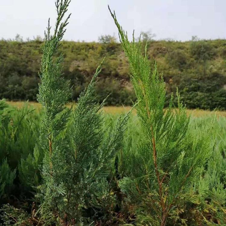 山东沙地柏价格 沙地柏规格绿化苗木种植基地