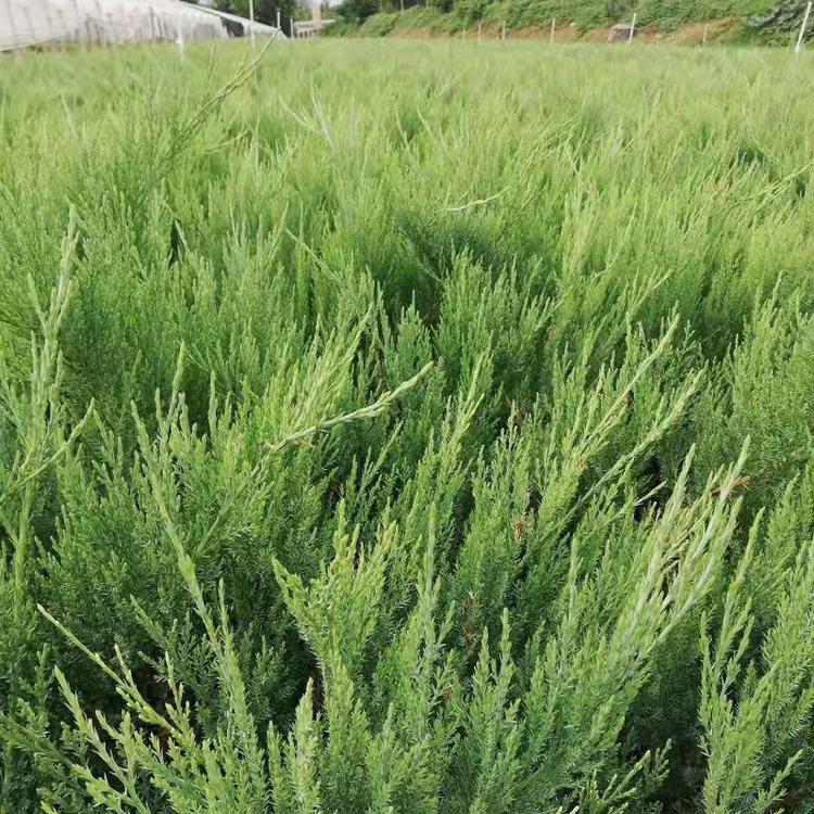 青州沙地柏 沙地柏种植基地 沙地柏批发40公分