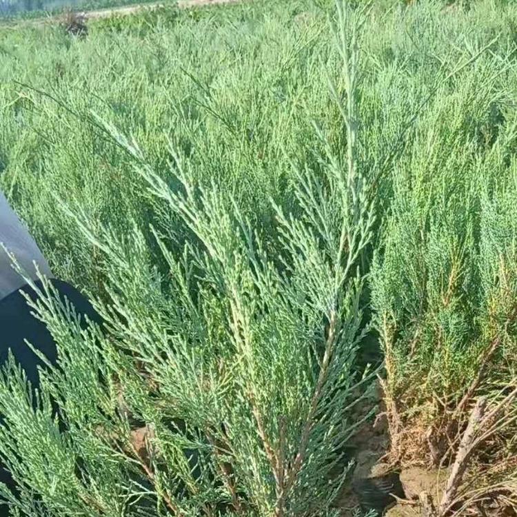 沙地柏价格 山东沙地柏供应商 沙地柏种植基地 沙地柏大量供应