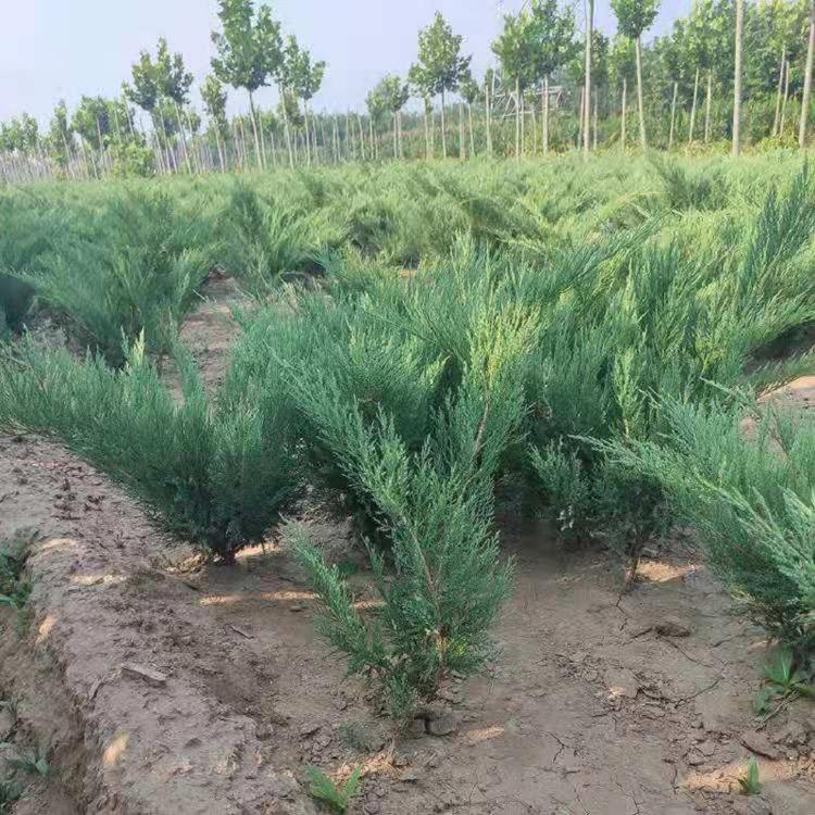 沙地柏价格 山东沙地柏供应商  沙地柏批发大量供应