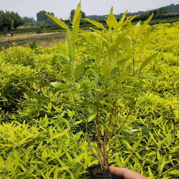 山东金叶莸批发价格  青州金叶莸种植基地  金叶莸供应商