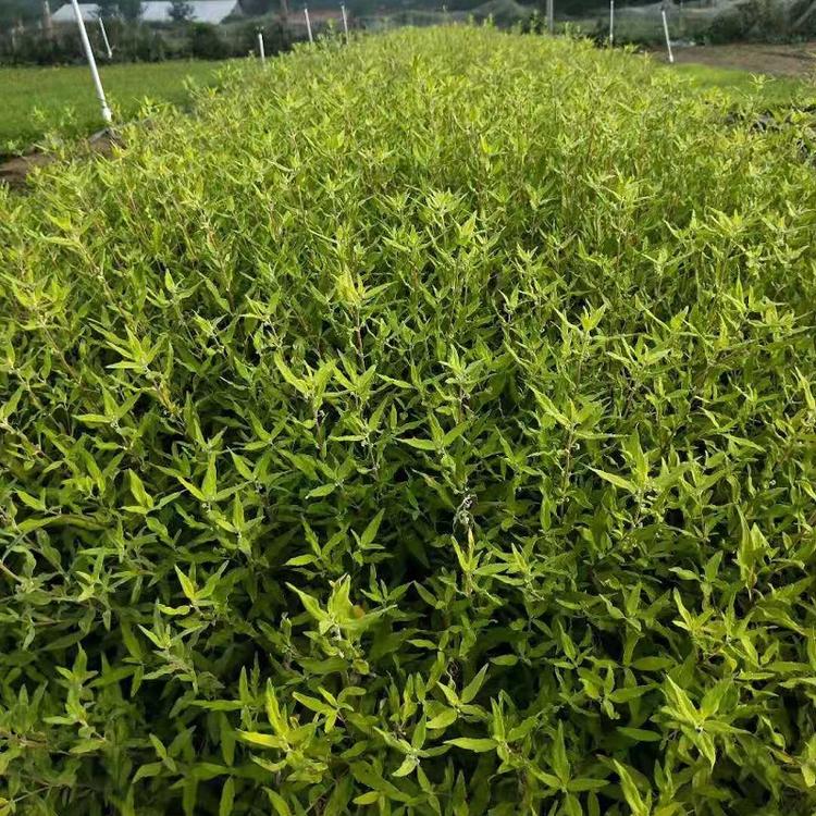 阳光金叶莸批发  阳光金叶莸价格  山东阳光金叶莸种植基地