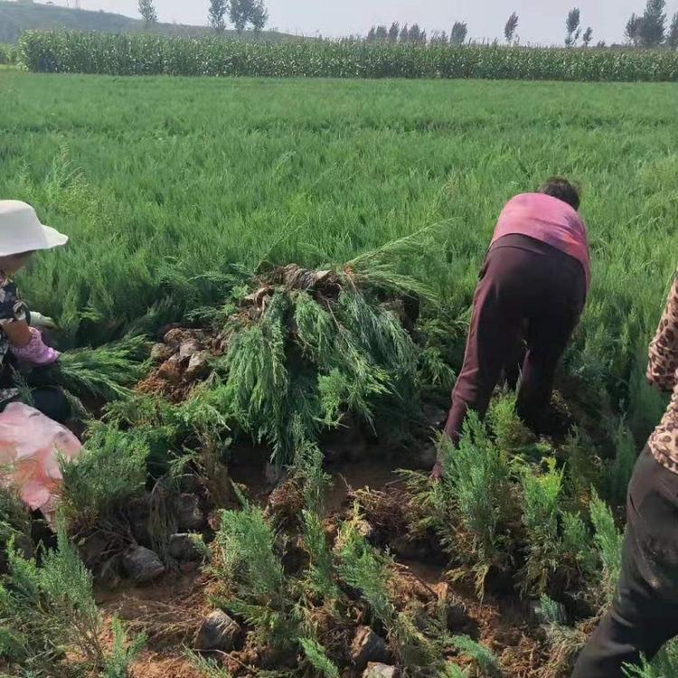基地出售龙柏常绿 沙地柏价格 绿篱护坡小龙柏树苗