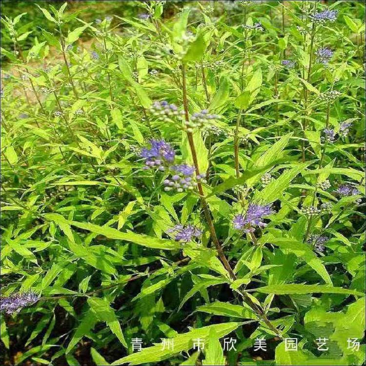 绿化苗木金叶莸批发  阳光金叶莸价格  地被宿根小苗种植基地
