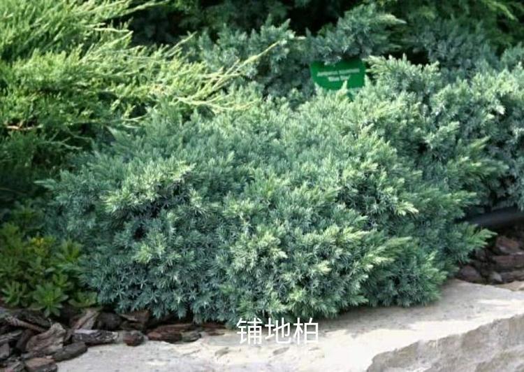 铺地柏价格 铺地柏种植 铺地柏批发 山东青州铺地柏