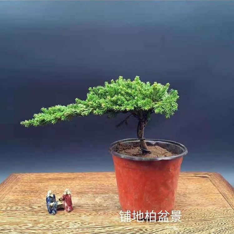 铺地柏批发