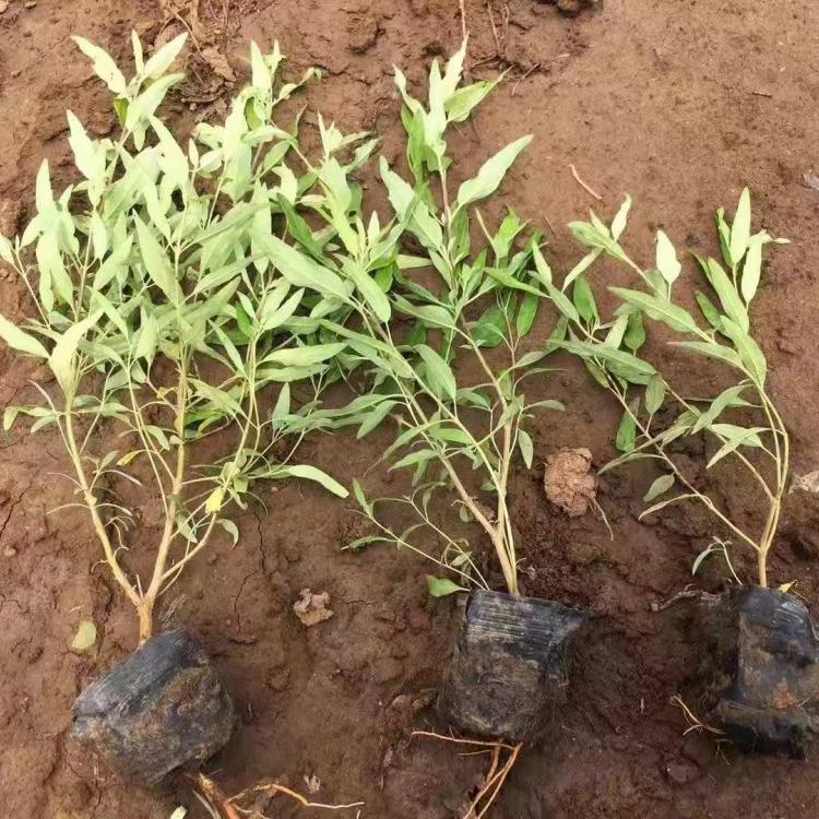 金叶莸 金叶莸价格 金叶莸种植基地 山东金叶莸供应商