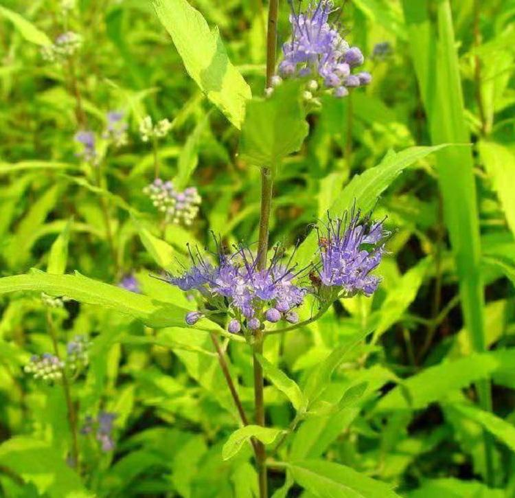 阳光金叶莸  金叶莸种植基地  金叶莸批发  金叶莸价格