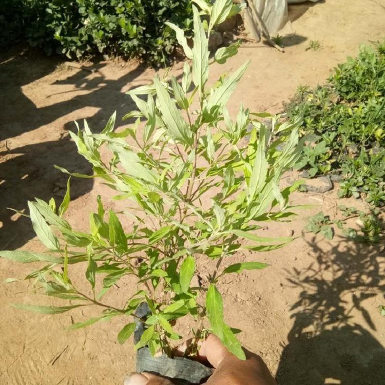 山东金叶莸批发价格  青州金叶莸种植基地  阳光金叶莸供应商