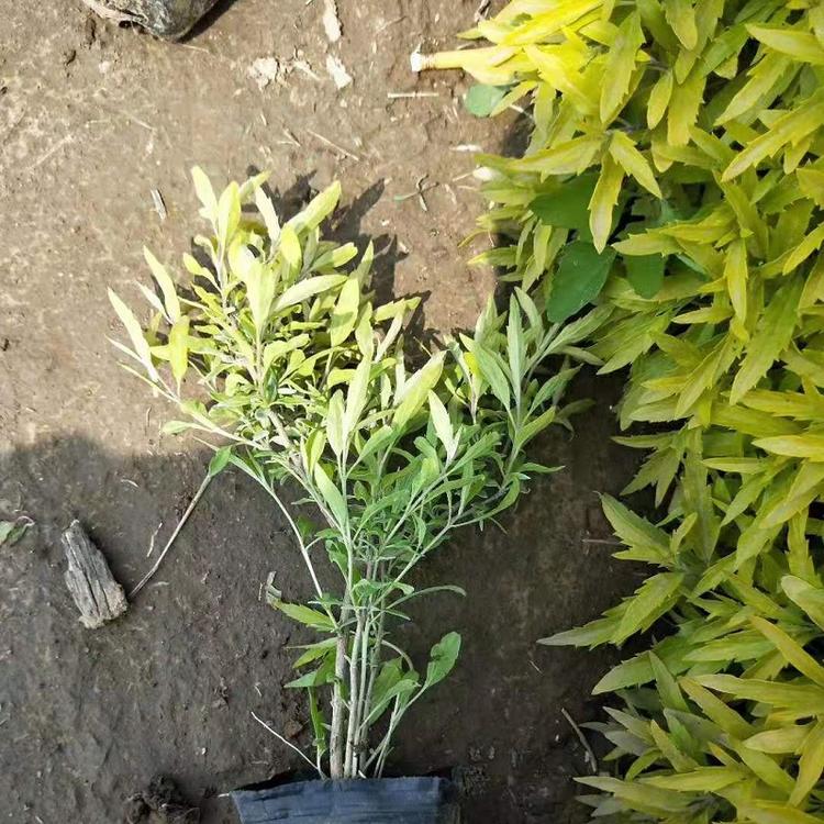 青州金叶莸批发价格  山东金叶莸基地直销  供应阳光金叶莸