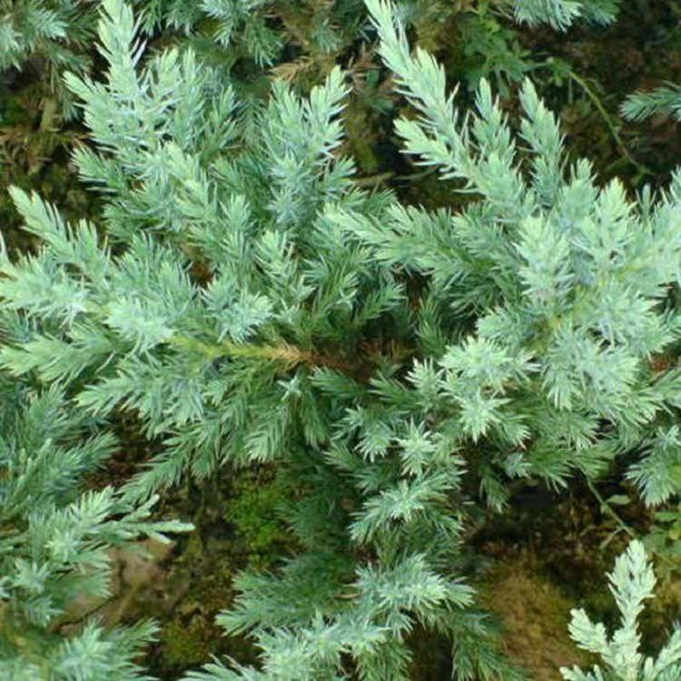 铺地柏价格 沙地柏种植基地 常绿灌木 灌木花卉
