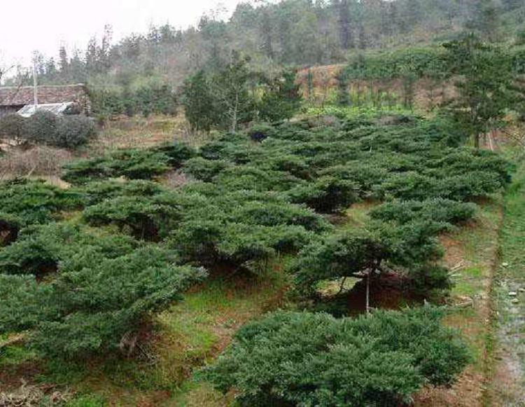 山东青州批发盆栽沙地柏铺地柏 供应铺地柏树苗 园林绿化