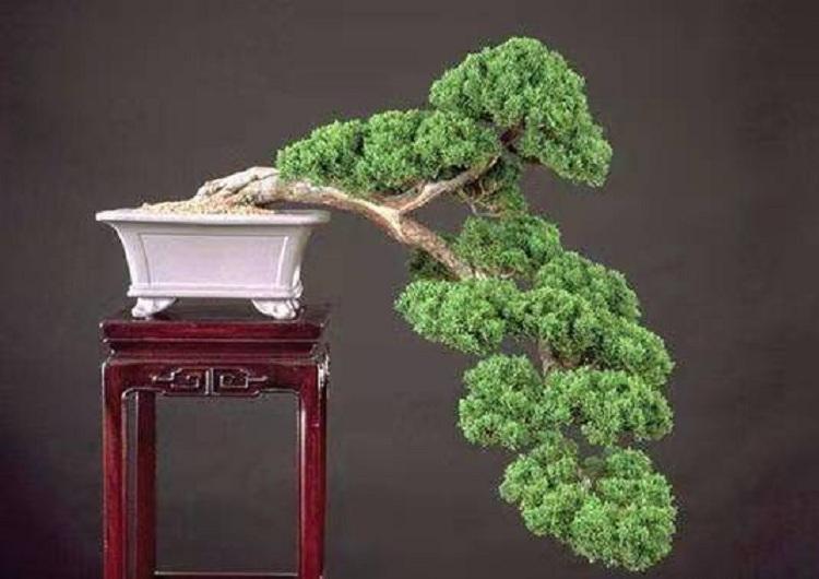 泰安批发铺地柏（沙地柏）铺地柏小苗价格